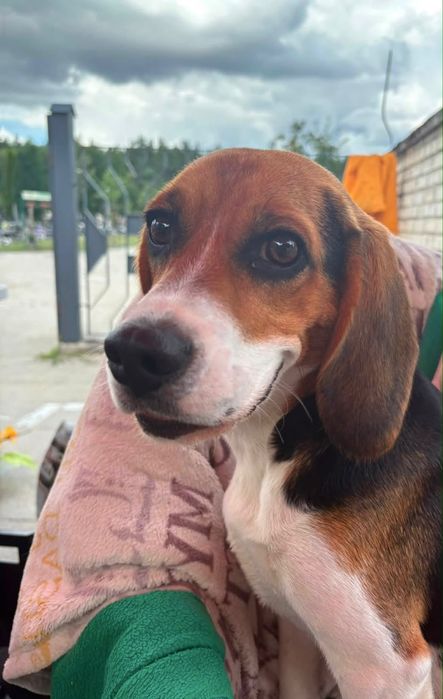 Pies rasowy Beagle suczka