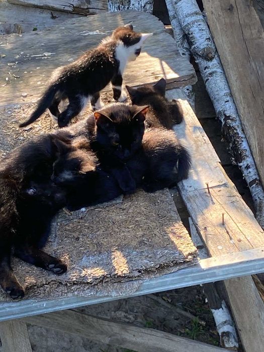 Віддам в добрі руки кошенят