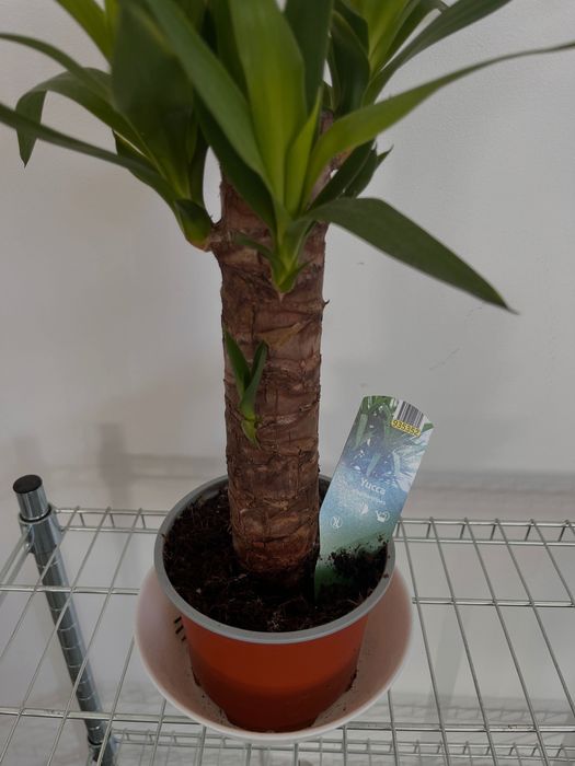 planta de yucca com um ano de idade
