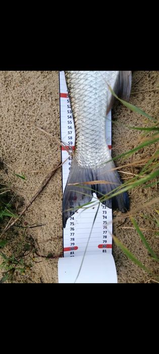 Miarka wędkarska MATOMIARKA 130cm MIARKOMATA mata do ryb