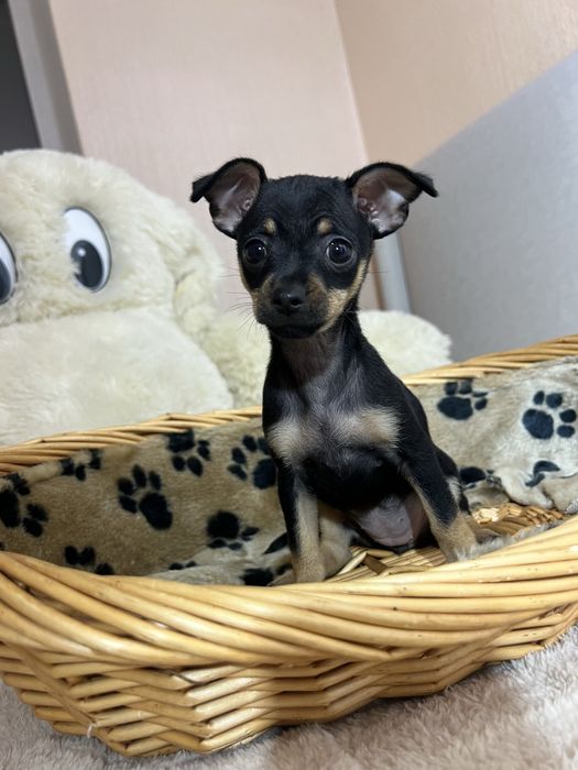 Чистокровна дівчинка Той- терʼєра. Мікро розмір