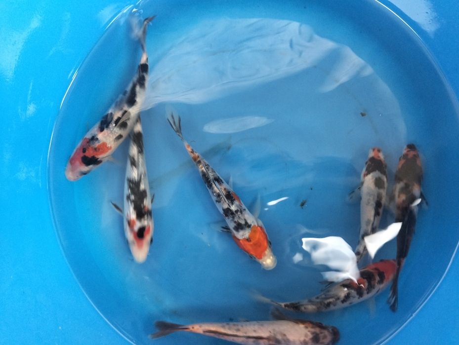 Carpa koi seleção 12 a 15cm