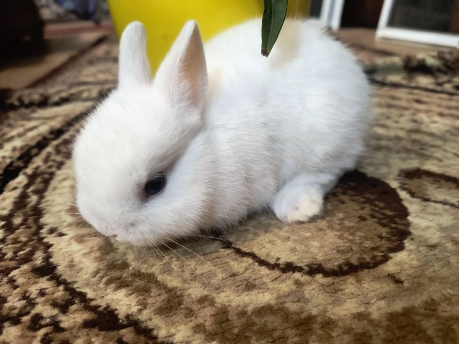 Кролики Мини Из Полтавы