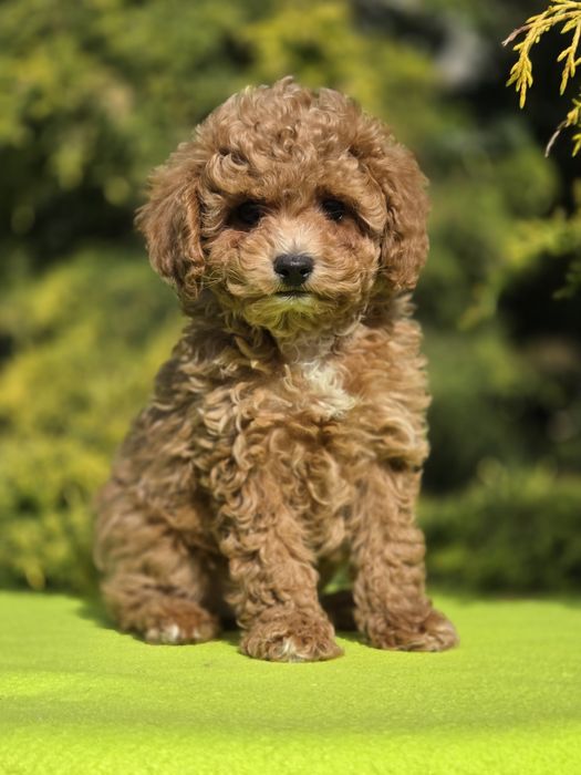 Cavapoo z certyfikatem i paszportem