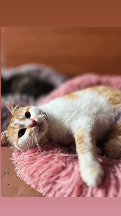 Отдам рыжую кошку, стерилизована, 8 месяцев