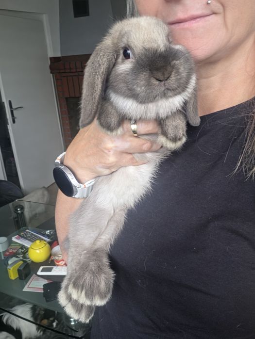 Króliczki Mini lop hodowla zarezerwowana
