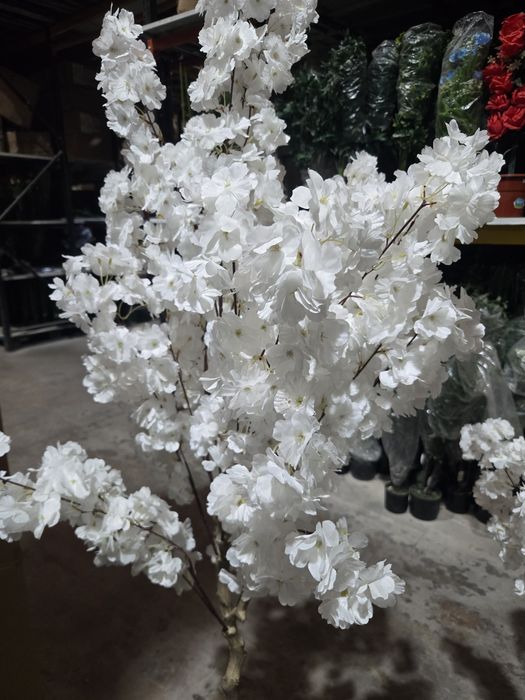 Lindissimas flores cerejeiras brancas nova entrada