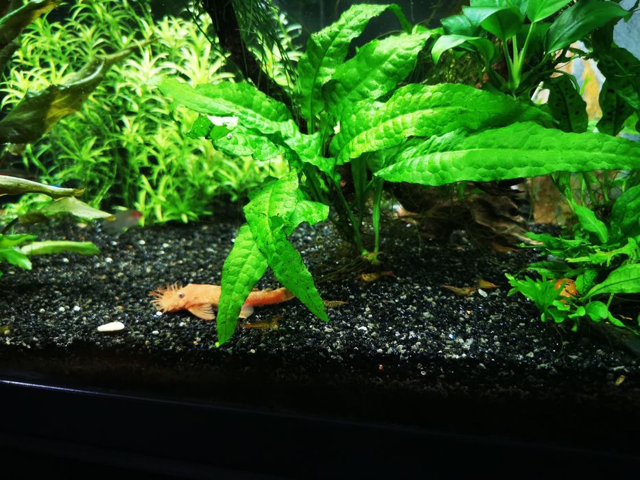 Caridinas orange tiger