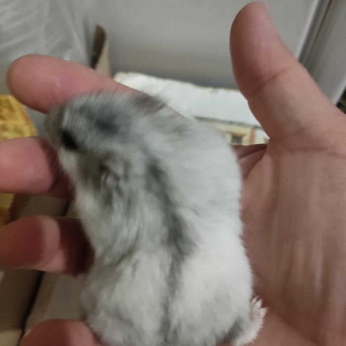 Джунгарик.Хом'ячок джунгарик.Самець хом'ячка.Красунчик джунгарик.