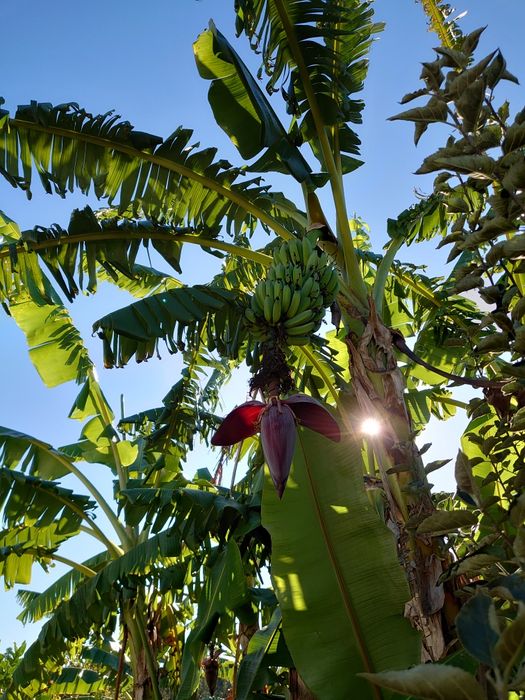 Bananeiras Bananas Fruto (3 = 40,00 EUROS)