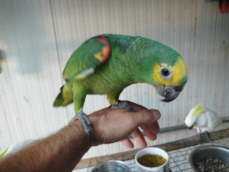 Amazona ochrocephalas - aestivas - amazónicos  - 2026
