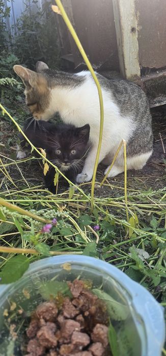 Kotka z kociętami do adopcji