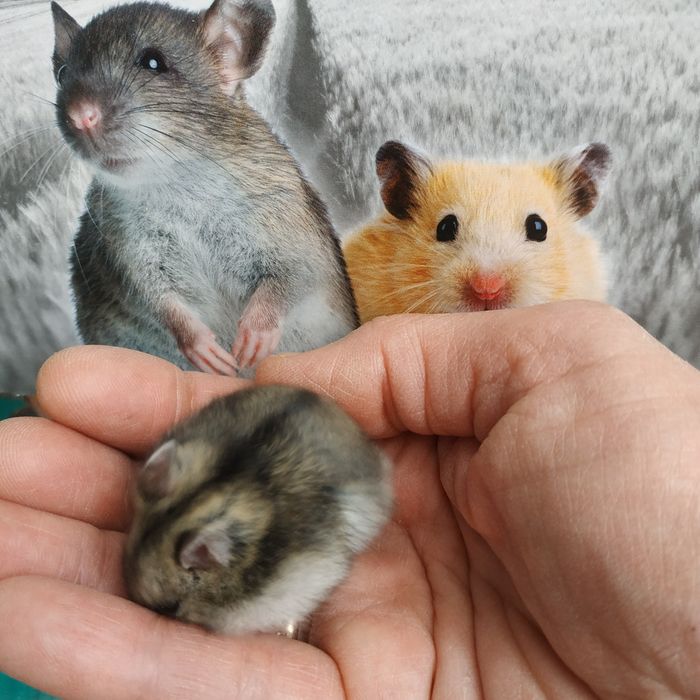 Хомяки маленькие ручные разные джунгарские хомячки в Харькове доставка