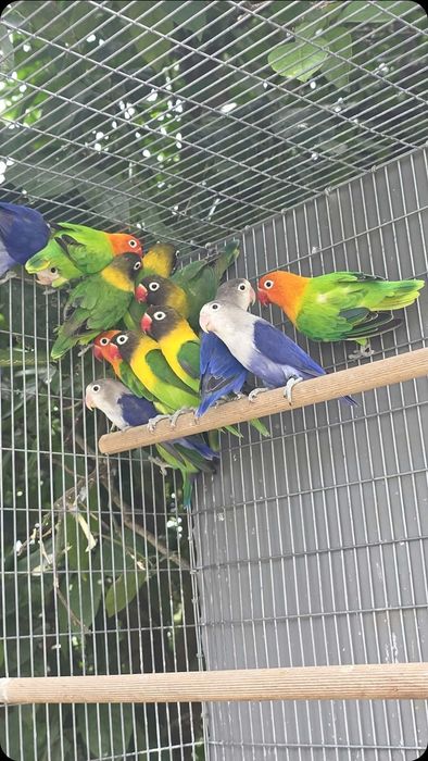 Agapornis fischeri e personatas