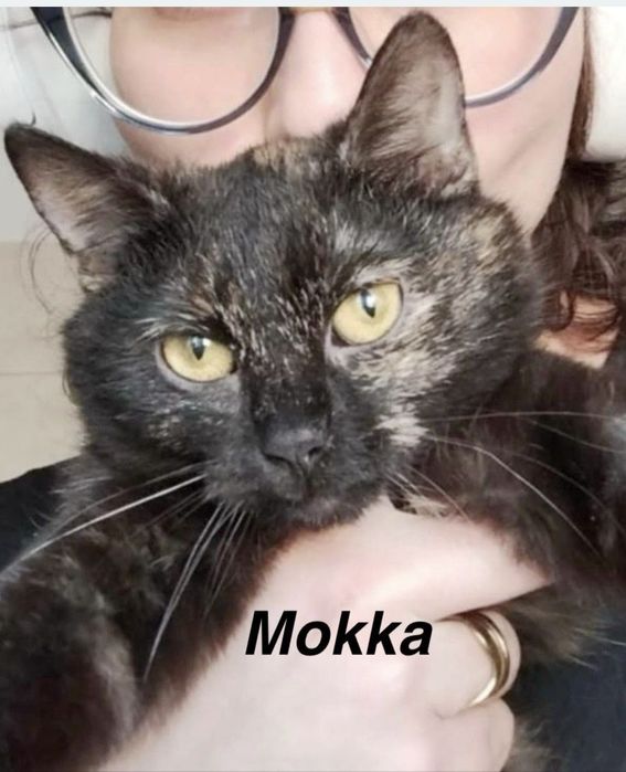 Mokka... szylkretowa piękność szuka domu ...
