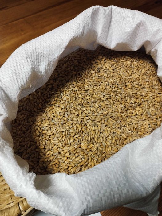 Orkisz ziarno ekologiczne z certyfikatem 10kg na mąkę