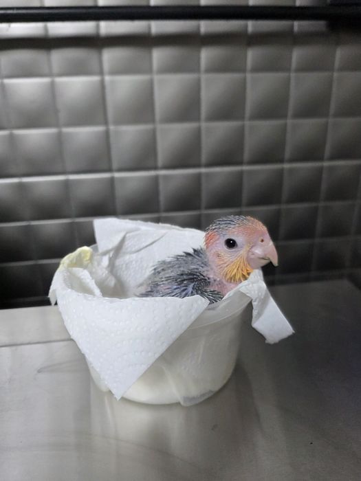 Marianinhas cabeça Canela - Pionite Leucogaster - Macho  Criar a Mão - Anilhas e com Documentos