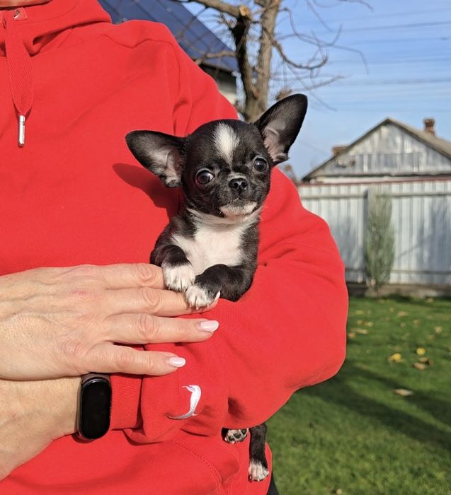 Дивовижні красунчики чихуахуа.