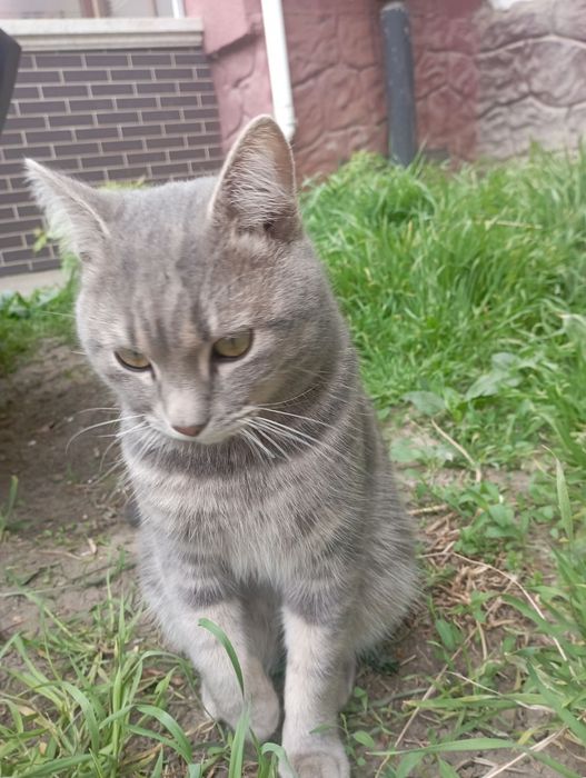 Тигрик хлопчик ,7 місяців