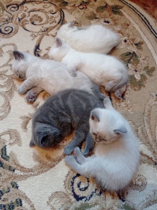 Вʼязка шотландець прямовухий