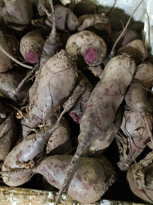 Морква буряк без хімії