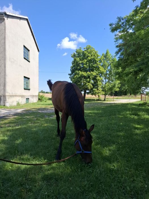 Mix AQH x wlkp klacz