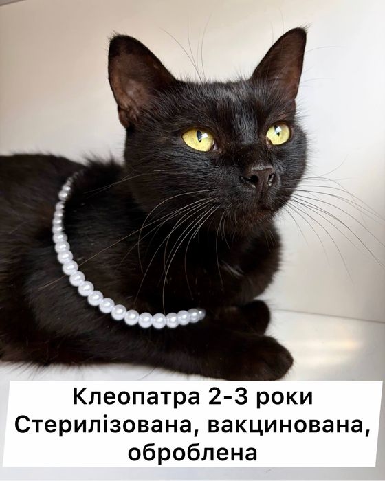 Киця кошеня 5 місяців в добрі руки