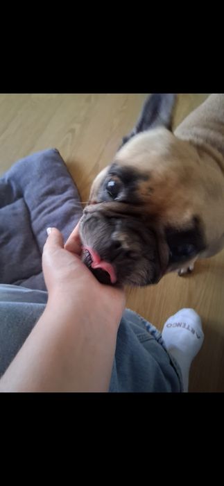 Passeio cães (Carnaxide a Algés)