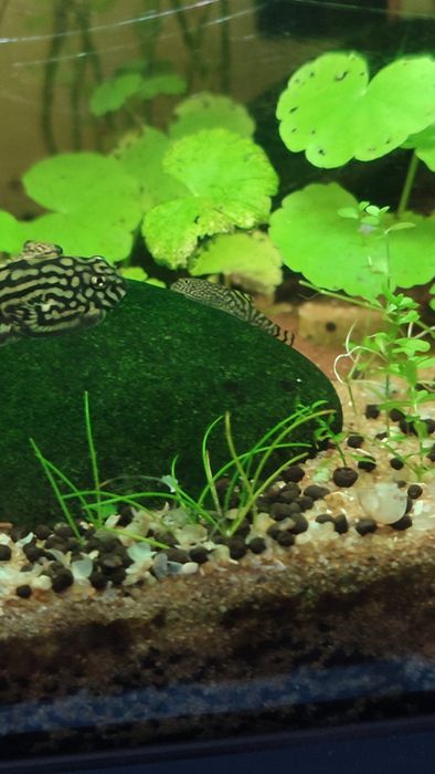 Sewellia Lineolata--ler descrição