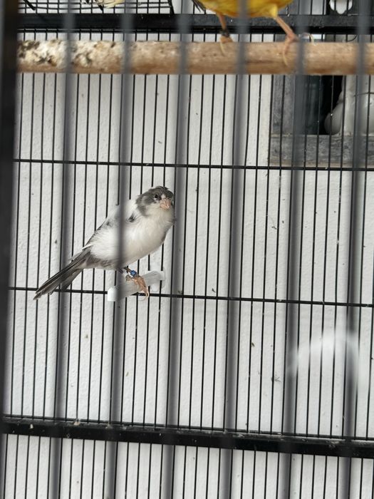 [14]Canarios + Jaula