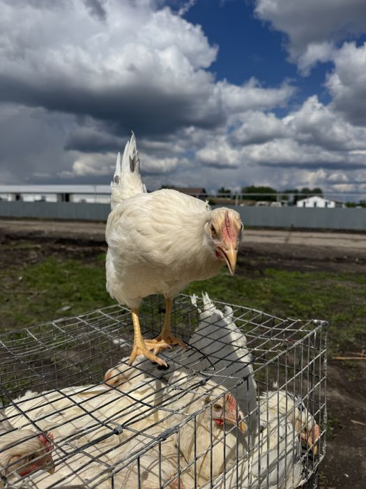 Молодка 4.5 мес, ломан сенди