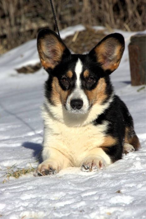 Чудова дівчинка кардіган