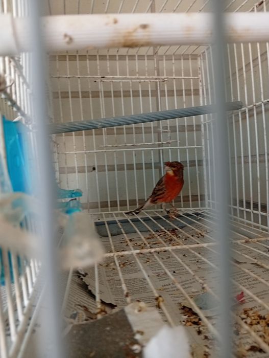 Vendo travesso e canário