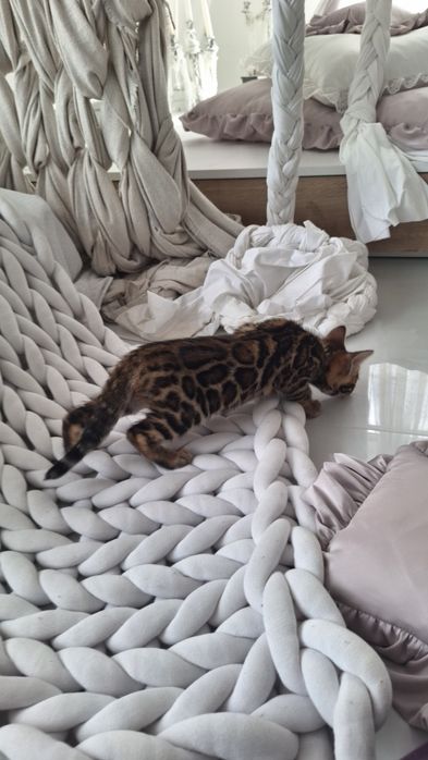 Шикарна золота дівчинка