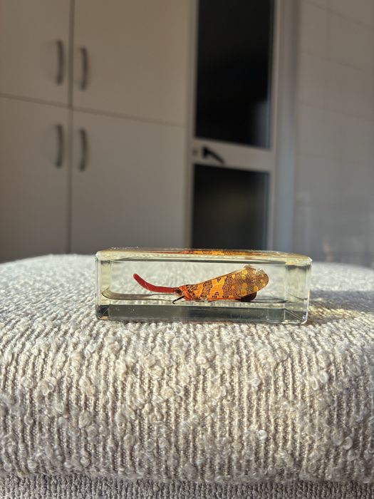 Coleção de Insetos Reais National Geographic