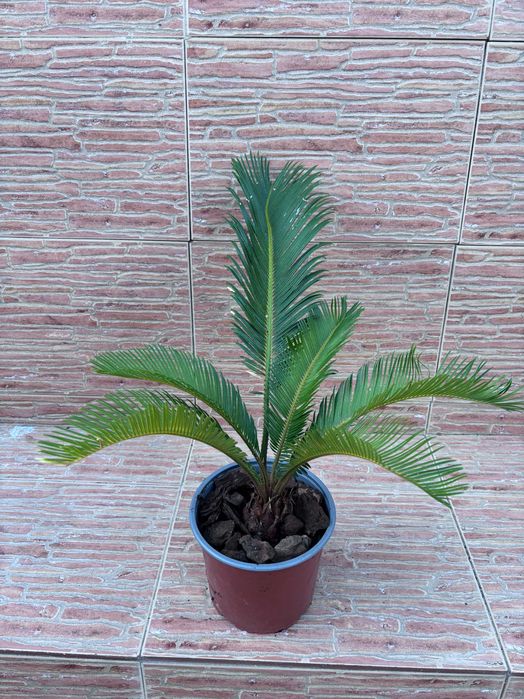 Plantas Sica (Cycas Revoluta) em Vaso - Vários Tamanhos