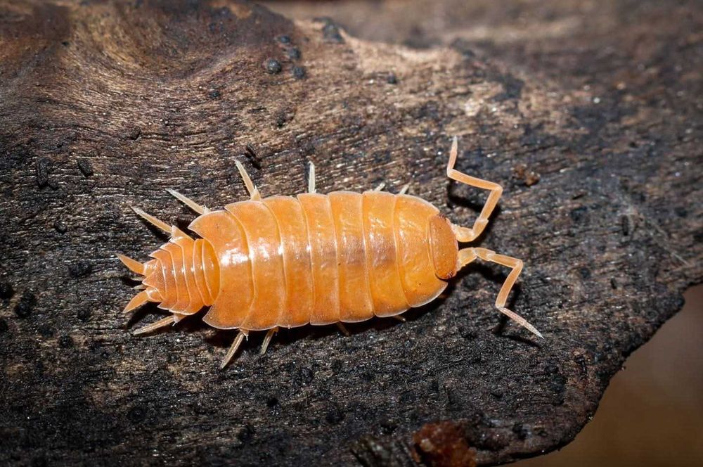 Isopodes e Colembolos