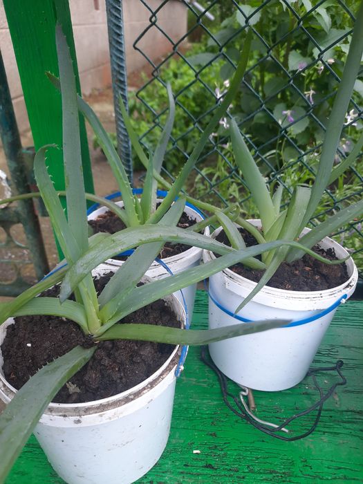 Продам вазон ,,золотий вус" ,,бальзамін"