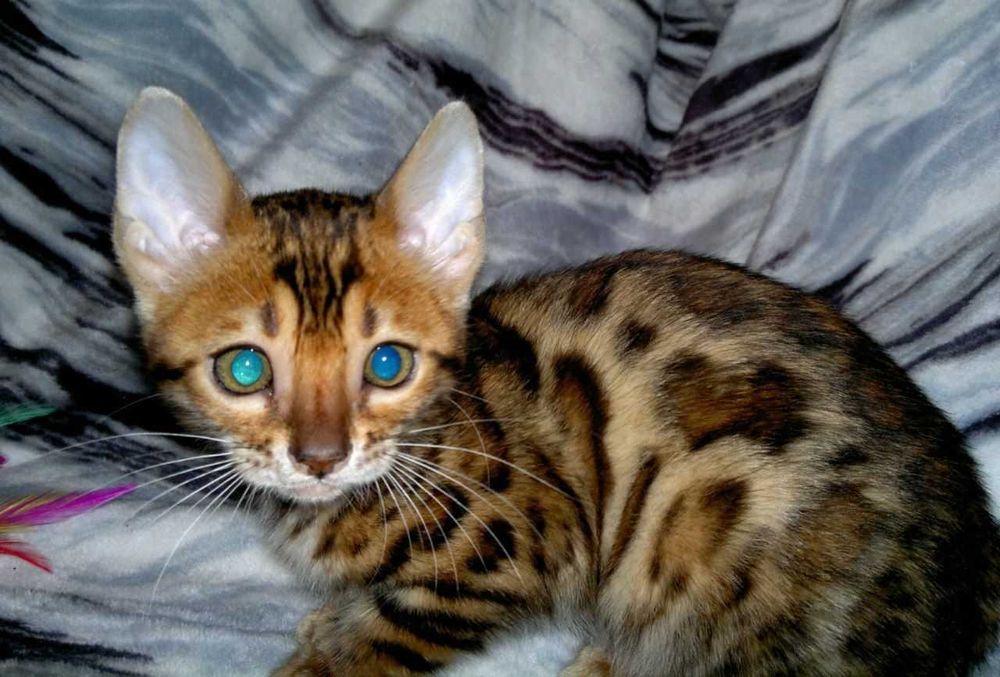 Шикарна клубна бенгальська дівчинка BENn24