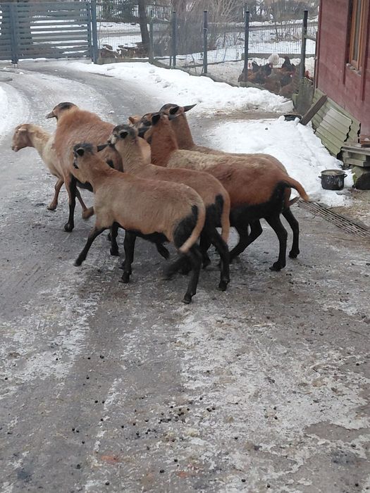 Sprzedam Tryki Barbados 5-cio miesięczne.