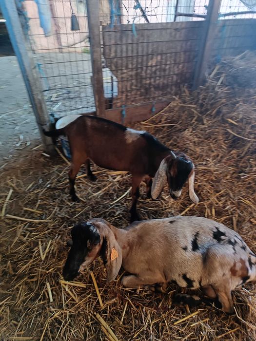 Cabrito anglo nubiano