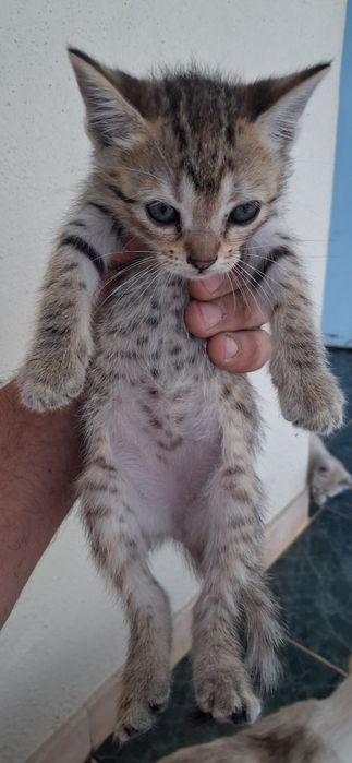 Gatinhos em adoção