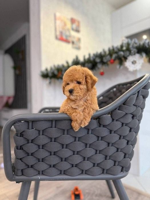 Малиш той пудель, Ред,якість