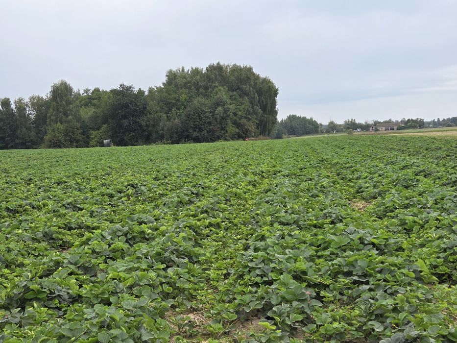 Ziemia rolna z truskawkami 5.67ha
