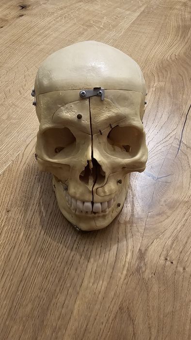 Czaszka do nauki anatomii dla stomatologów i lekarzy.