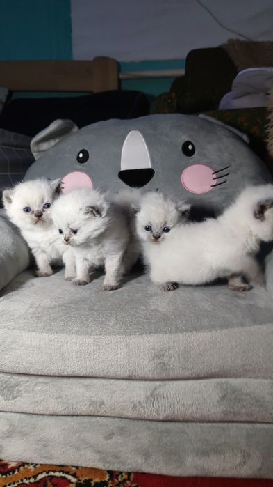 Шотландские Котята окрас блупоинт