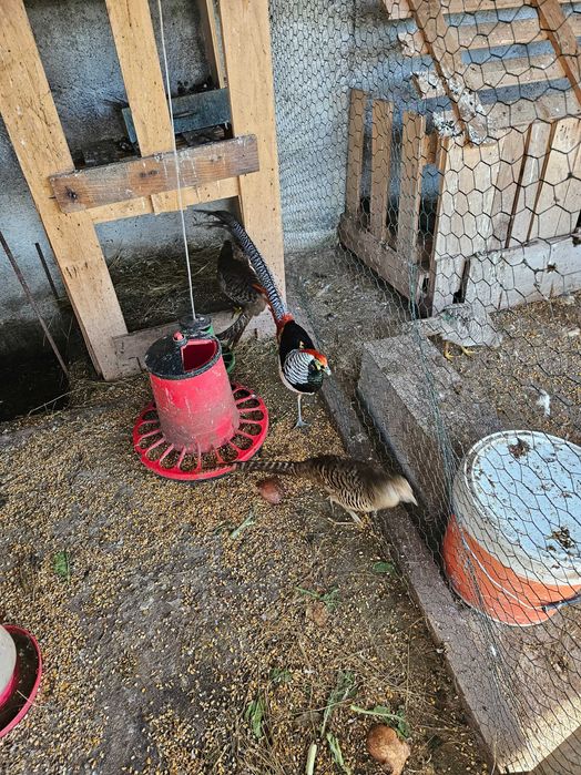 Faisão, gigi, lady,dourado