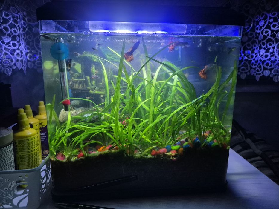 Sprzedam akwarium+ głupiki