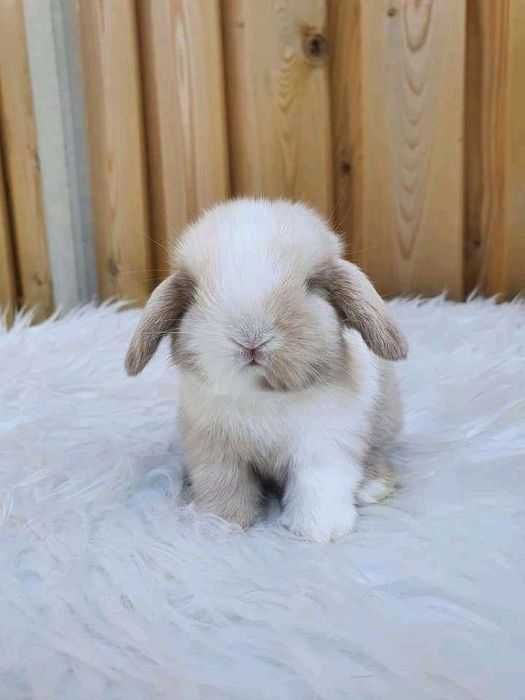 Coelho anões vacinados e desparasitação,kit completo