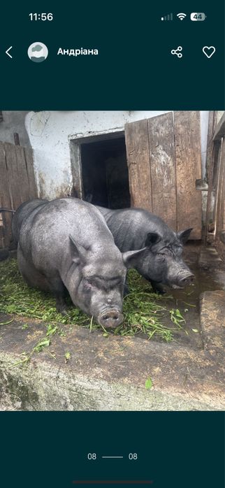 Вʼєтнамські поросята